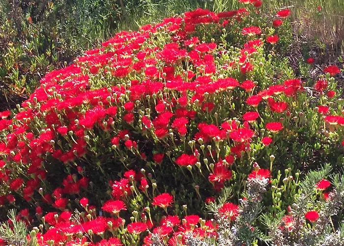 Coucou Les Amis Villa *