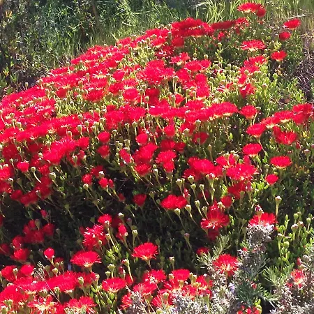 Coucou Les Amis Villa *